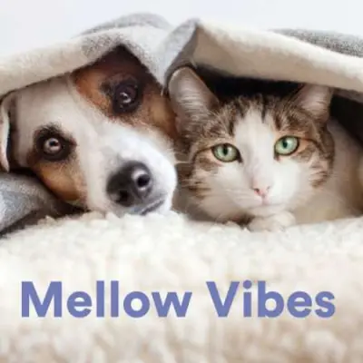 Mellow Vibes (2023)