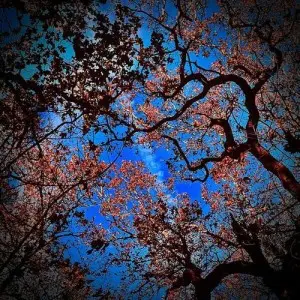 Jerky Dirt - Entropy (2025)
