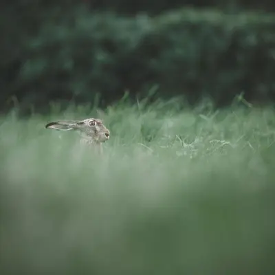 Humming Whale - Chasing Rabbits (2025)