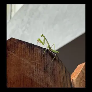 Ovacörd - Louva-a-deus (2025)