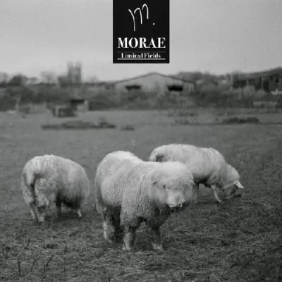 Morae - Liminal Fields (2025)