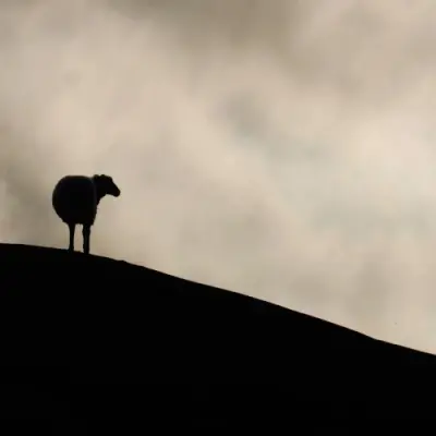 Hyacinthuset - Gå (vänd inte om) (2026)